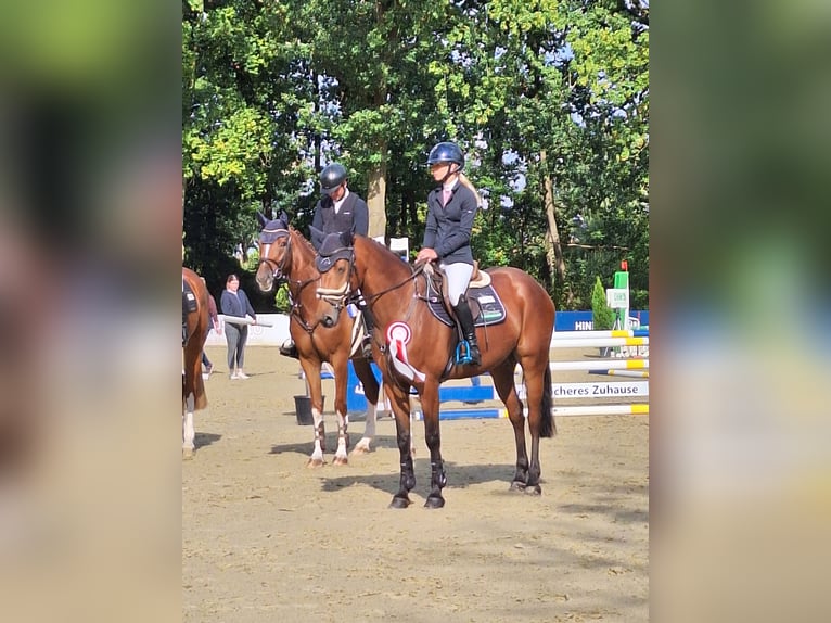 Koń westfalski Klacz 4 lat 159 cm Gniada in Delbrück