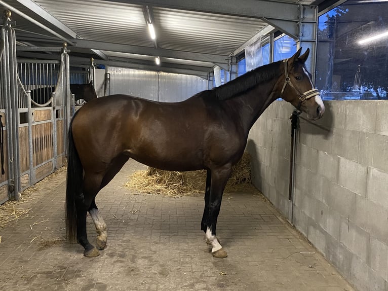 Koń westfalski Klacz 4 lat 159 cm Gniada in Dortmund