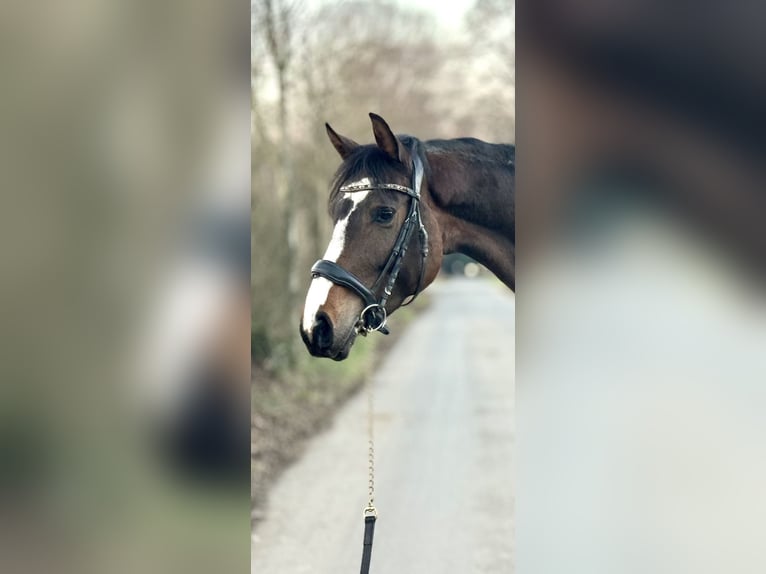 Koń westfalski Klacz 4 lat 160 cm Ciemnogniada in Kerpen