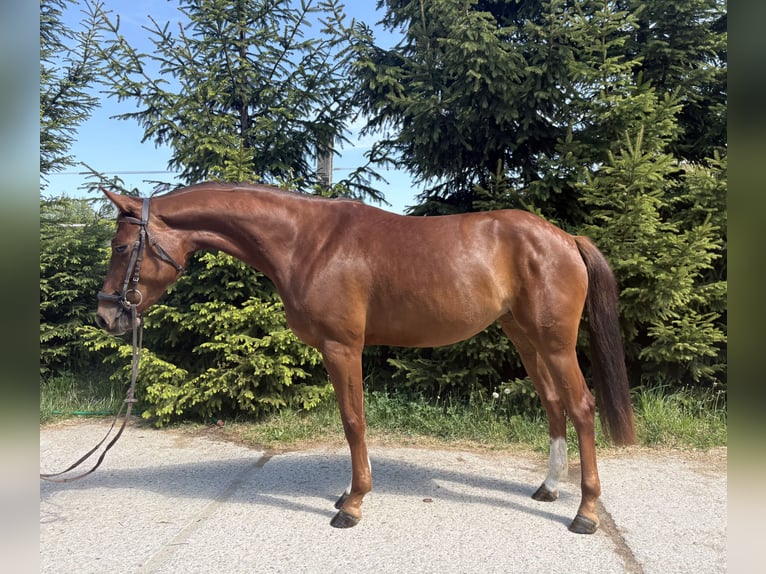 Koń westfalski Klacz 4 lat 160 cm Ciemnokasztanowata in Martin