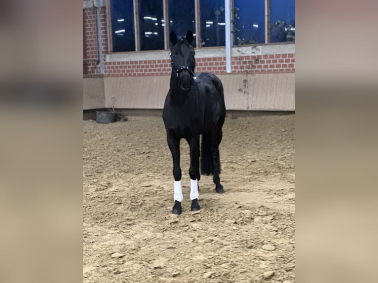 Koń westfalski Klacz 4 lat 160 cm Kara in Dorsten
