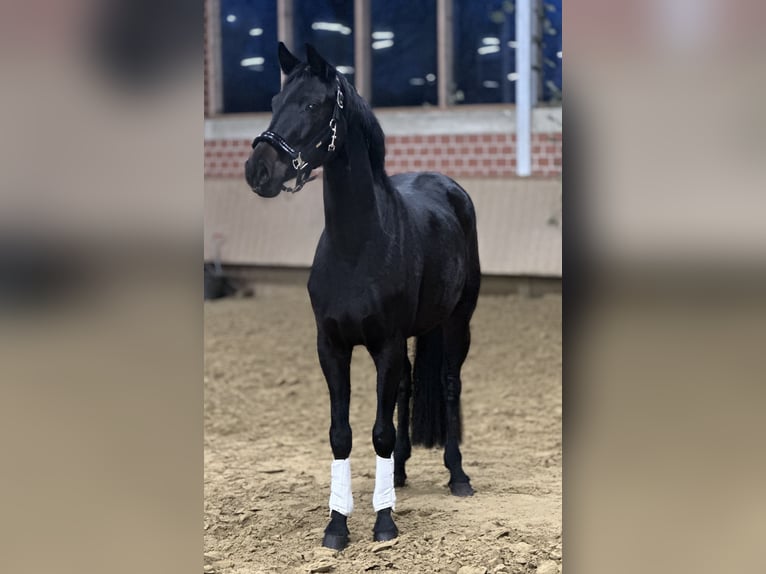 Koń westfalski Klacz 4 lat 160 cm Kara in Dorsten
