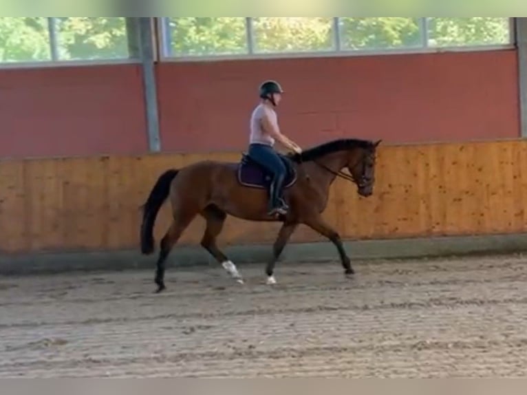 Koń westfalski Klacz 4 lat 161 cm Gniada in Warendorf