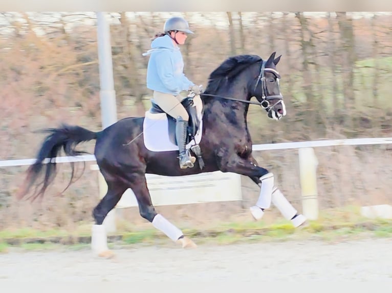 Koń westfalski Klacz 4 lat 161 cm Kara in Ruppichteroth