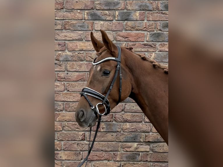 Koń westfalski Klacz 4 lat 162 cm Ciemnokasztanowata in Niederkassel
