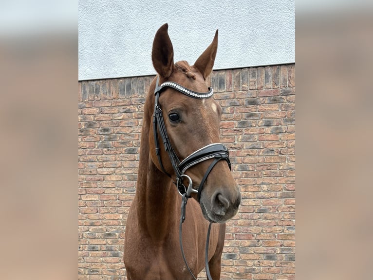 Koń westfalski Klacz 4 lat 162 cm Ciemnokasztanowata in Niederkassel