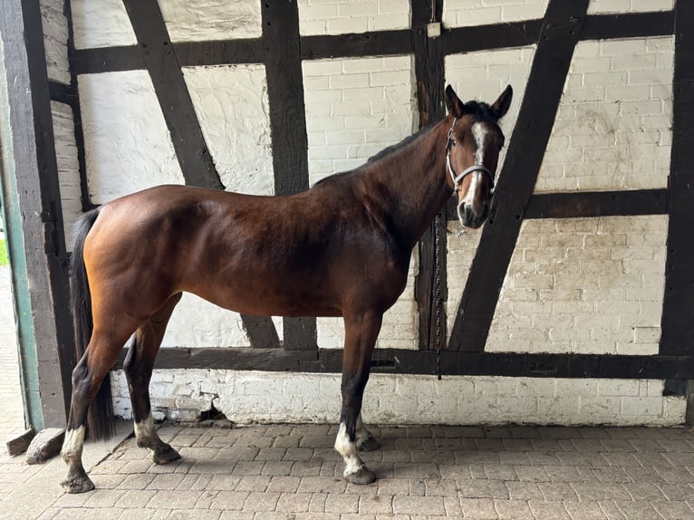 Koń westfalski Klacz 4 lat 162 cm Gniada in Bönen