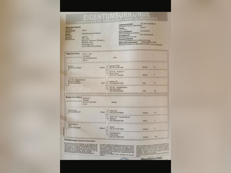 Koń westfalski Klacz 4 lat 162 cm Gniada in Bad Wünnenberg