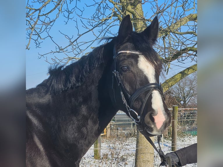 Koń westfalski Klacz 4 lat 162 cm Kara in Wachtendonk