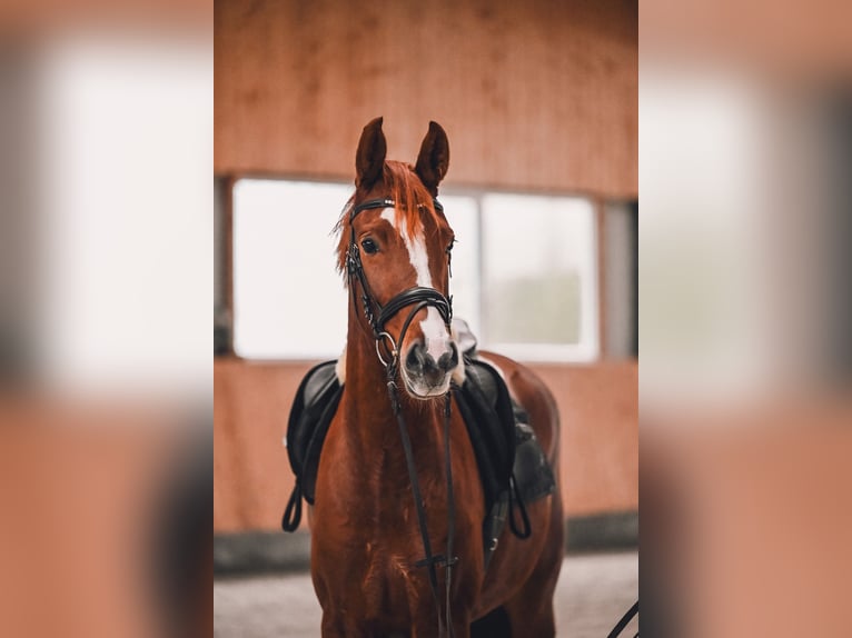 Koń westfalski Klacz 4 lat 162 cm Kasztanowata in Nordleda