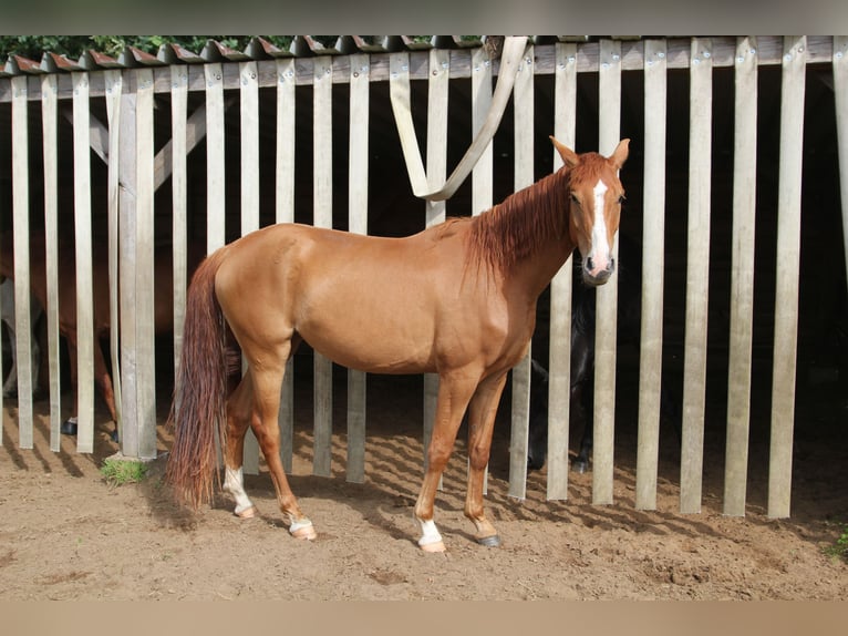 Koń westfalski Klacz 4 lat 162 cm Kasztanowata in Winsen (Aller)