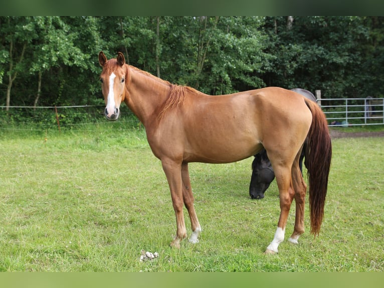 Koń westfalski Klacz 4 lat 162 cm Kasztanowata in Winsen (Aller)