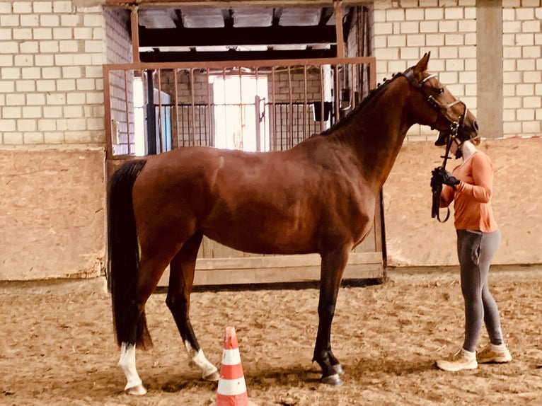 Koń westfalski Klacz 4 lat 163 cm Ciemnogniada in Hamm