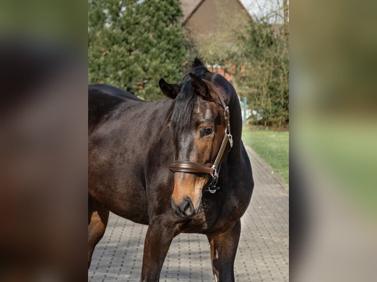 Koń westfalski Klacz 4 lat 163 cm Ciemnogniada in Lippetal