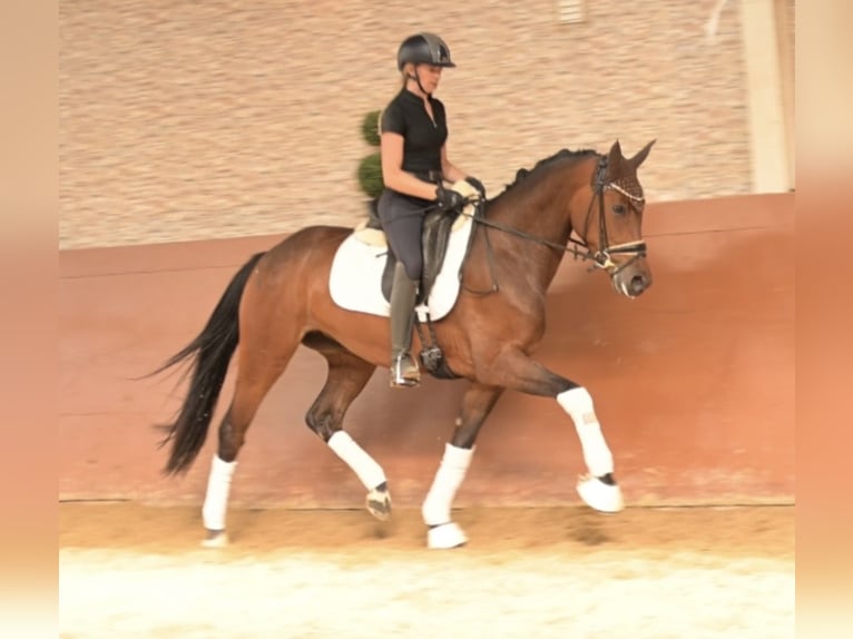 Koń westfalski Klacz 4 lat 163 cm Formy Brown Falb in Wehringen
