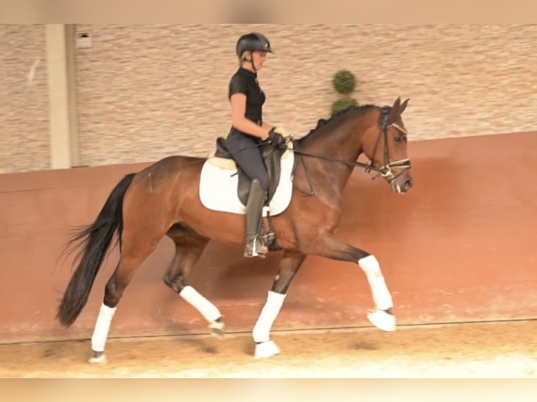 Koń westfalski Klacz 4 lat 163 cm Gniada in Wehringen