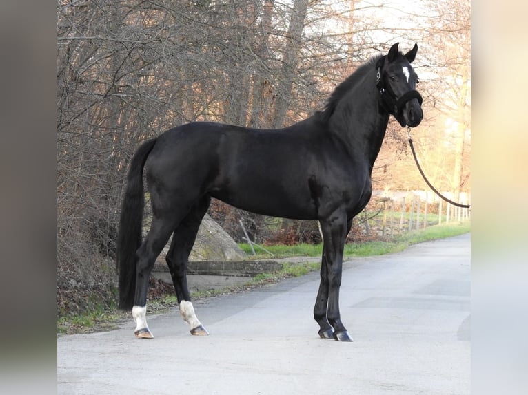 Koń westfalski Klacz 4 lat 163 cm Kara in Verl