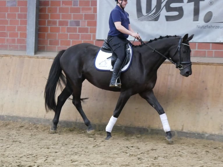 Koń westfalski Klacz 4 lat 163 cm in Dorsten