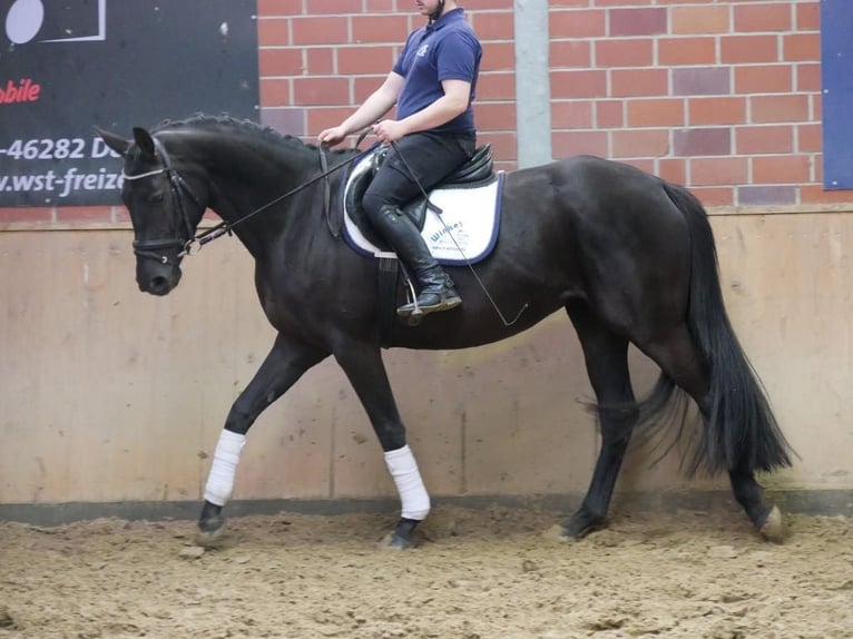 Koń westfalski Klacz 4 lat 163 cm in Dorsten