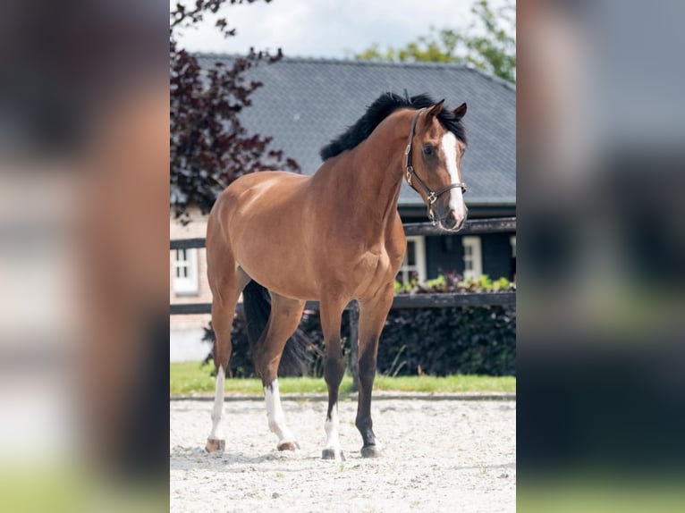 Koń westfalski Klacz 4 lat 164 cm Gniada in Einbeck