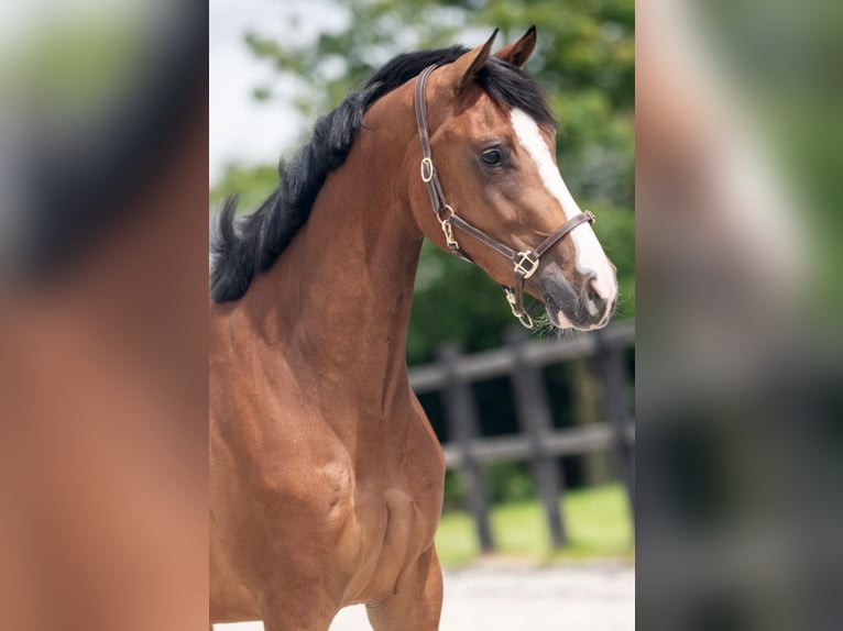 Koń westfalski Klacz 4 lat 164 cm Gniada in Einbeck