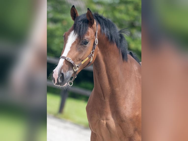 Koń westfalski Klacz 4 lat 164 cm Gniada in Einbeck