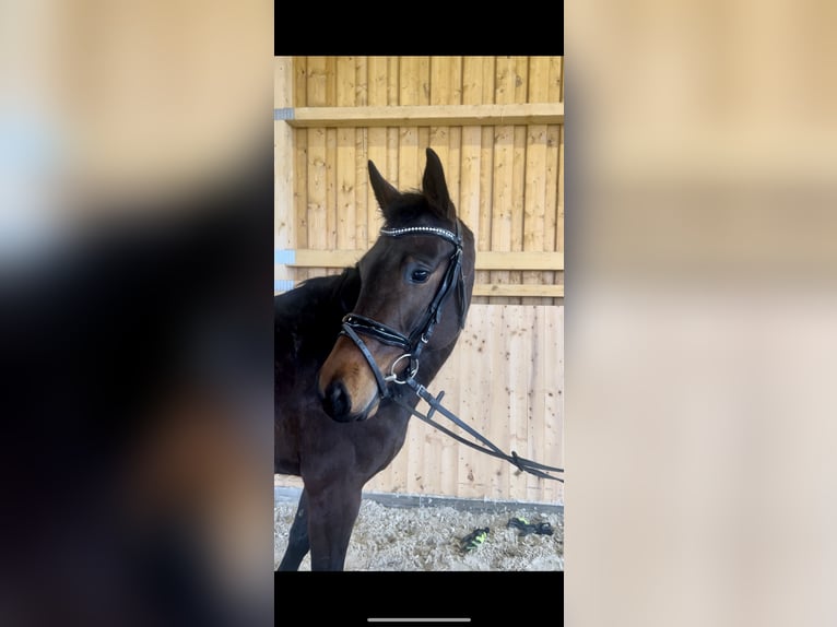 Koń westfalski Klacz 4 lat 164 cm Gniada in Meinerzhagen
