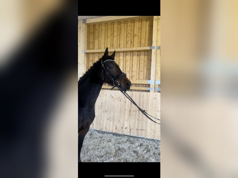 Koń westfalski Klacz 4 lat 164 cm Gniada in Meinerzhagen