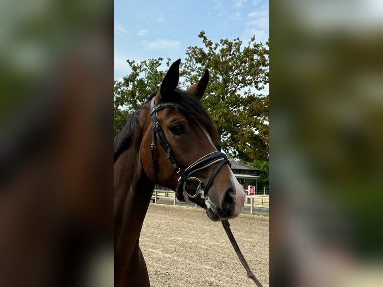 Koń westfalski Klacz 4 lat 164 cm Gniada in Münster