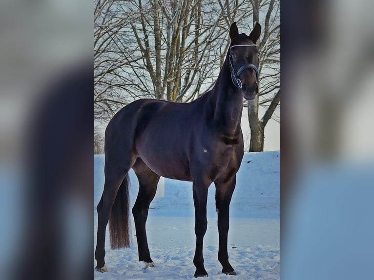 Koń westfalski Klacz 4 lat 164 cm Kara in Bad Wörishofen