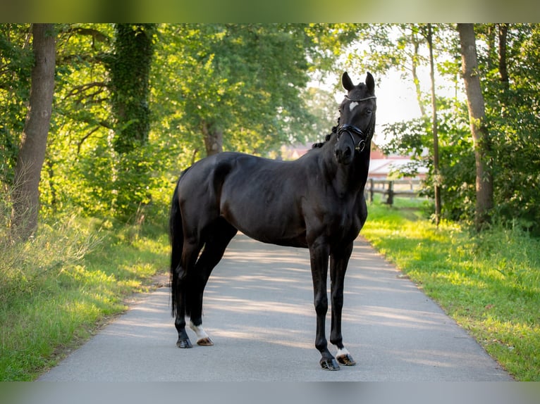 Koń westfalski Klacz 4 lat 164 cm Kara in Harsewinkel
