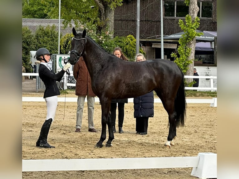 Koń westfalski Klacz 4 lat 164 cm Kara in Nümbrecht