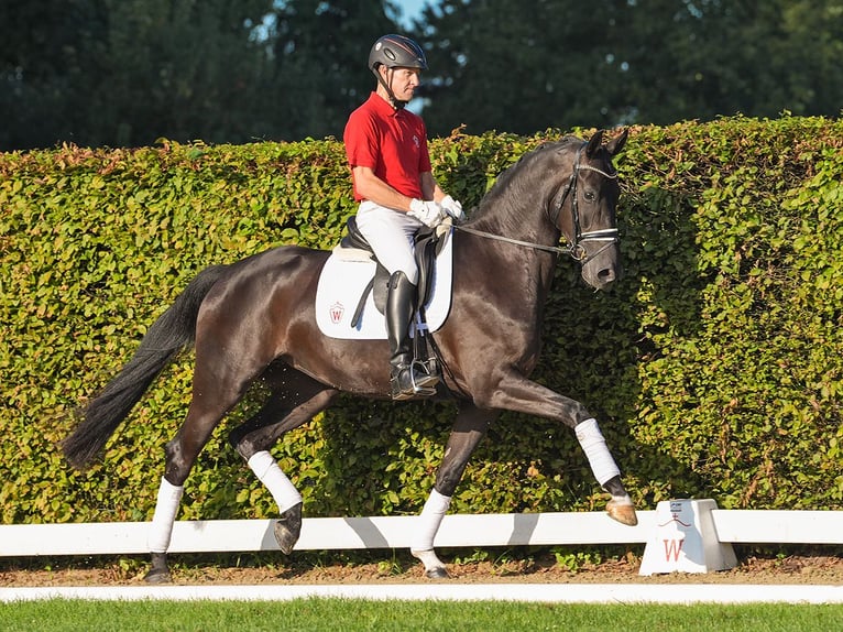 Koń westfalski Klacz 4 lat 164 cm Skarogniada in Münster