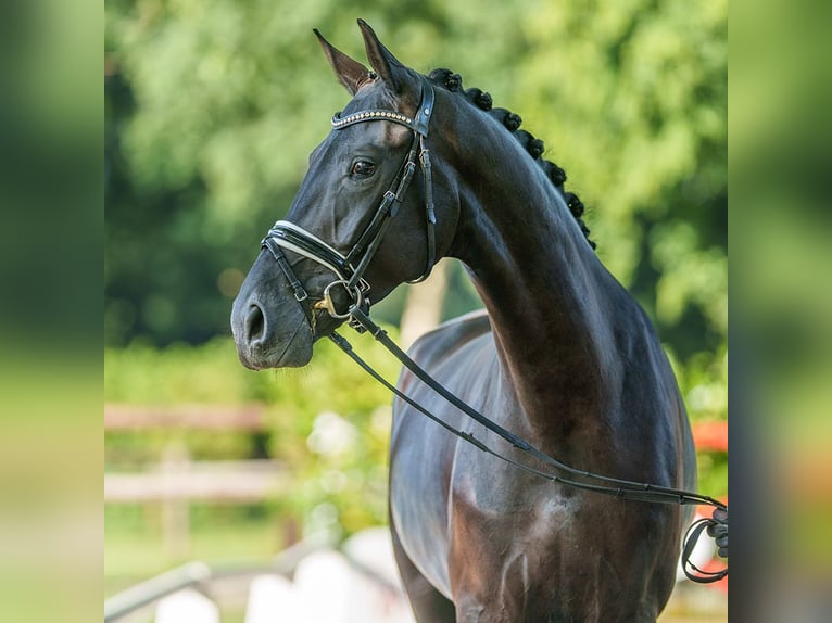 Koń westfalski Klacz 4 lat 164 cm Skarogniada in Münster