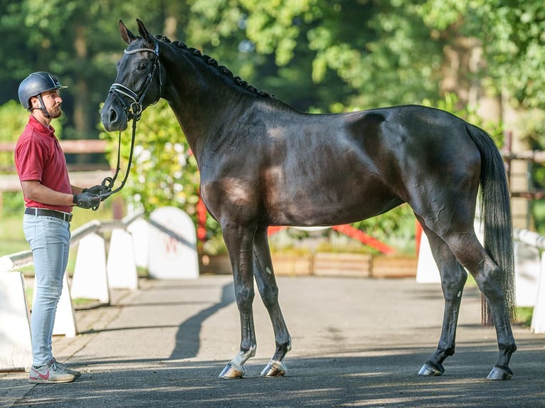 Koń westfalski Klacz 4 lat 164 cm Skarogniada in Münster