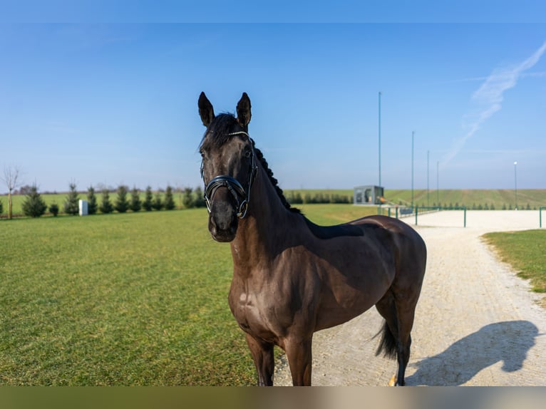 Koń westfalski Klacz 4 lat 165 cm Ciemnogniada in Immenrode