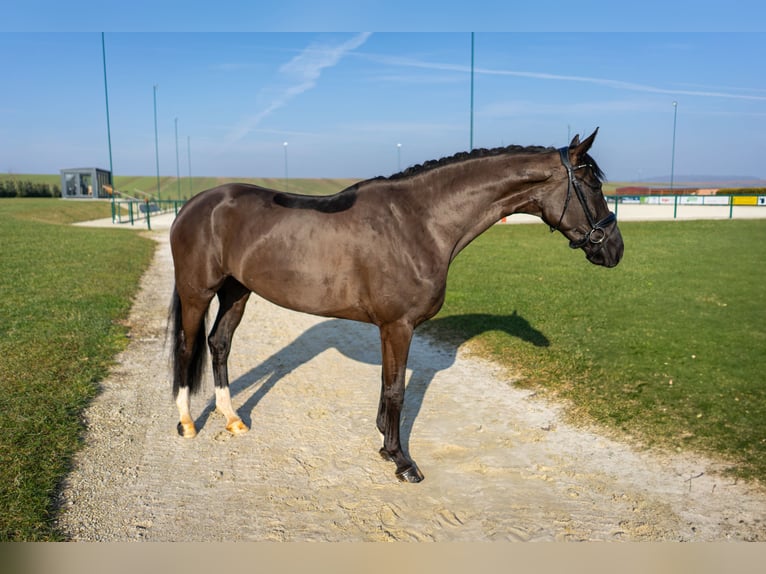 Koń westfalski Klacz 4 lat 165 cm Ciemnogniada in Immenrode