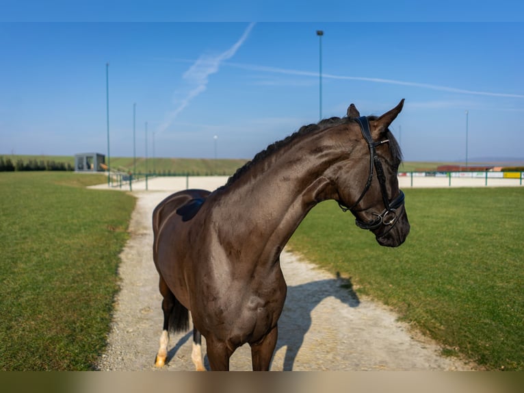 Koń westfalski Klacz 4 lat 165 cm Ciemnogniada in Immenrode