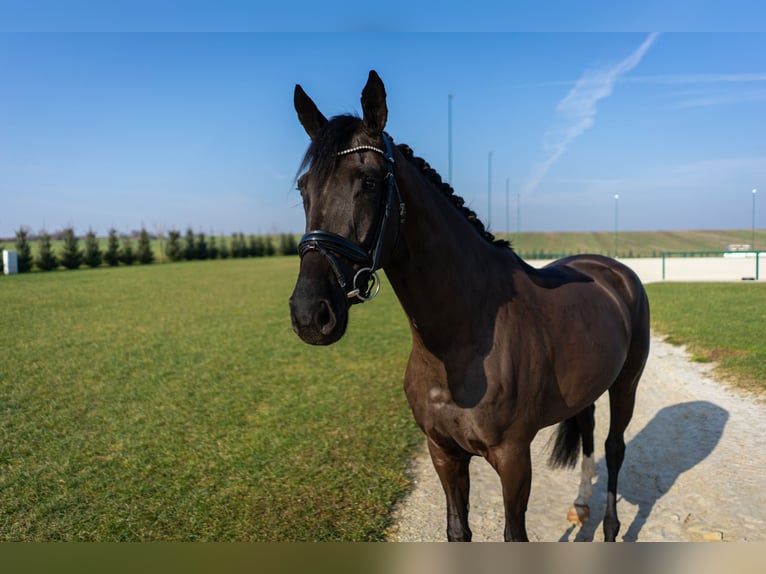 Koń westfalski Klacz 4 lat 165 cm Ciemnogniada in Immenrode