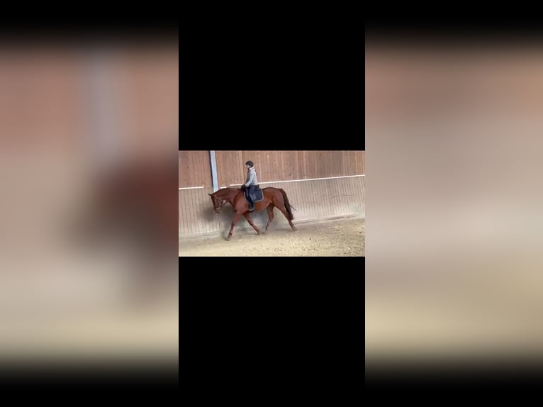 Koń westfalski Klacz 4 lat 165 cm Ciemnokasztanowata in Münster