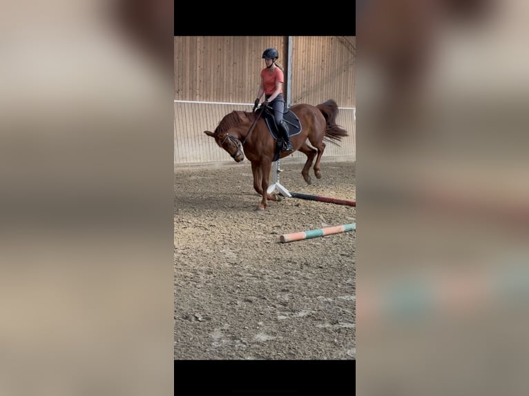 Koń westfalski Klacz 4 lat 165 cm Ciemnokasztanowata in Münster