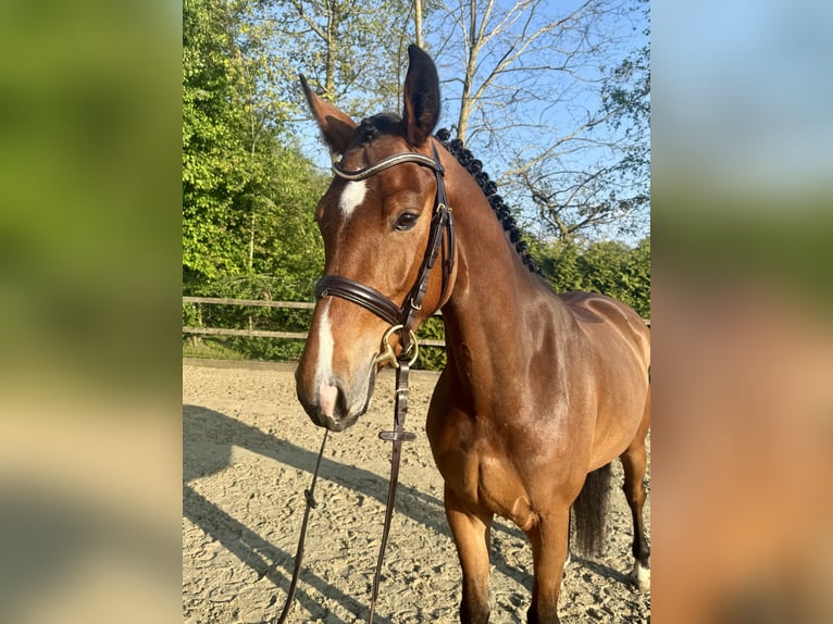Koń westfalski Klacz 4 lat 165 cm Gniada in Lohne (Oldenburg)