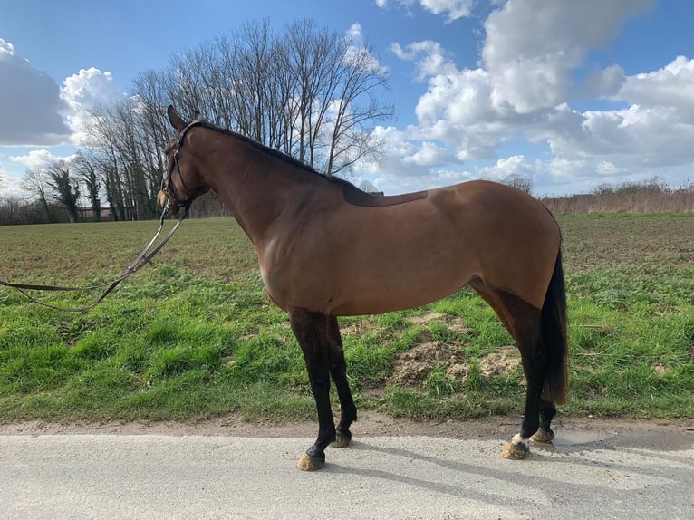 Koń westfalski Klacz 4 lat 165 cm Gniada in Bad Sassendorf