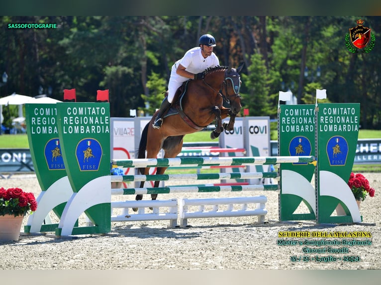 Koń westfalski Klacz 4 lat 165 cm Gniada in Rivolta D&#39;Adda