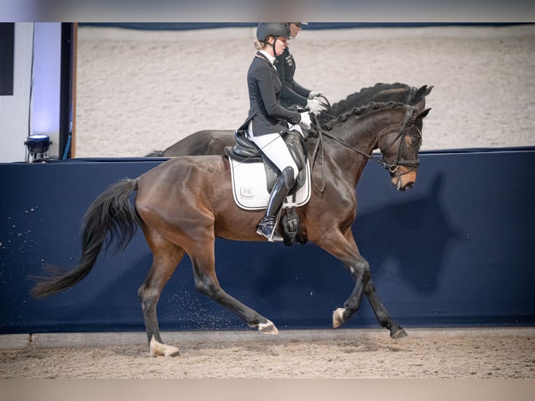 Koń westfalski Klacz 4 lat 165 cm Gniada in Grefrath