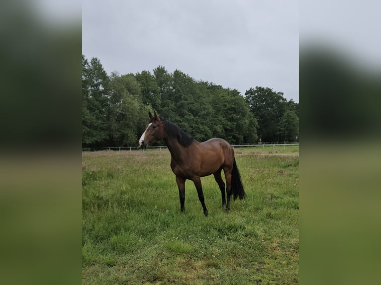 Koń westfalski Klacz 4 lat 165 cm Gniada in Nordhorn