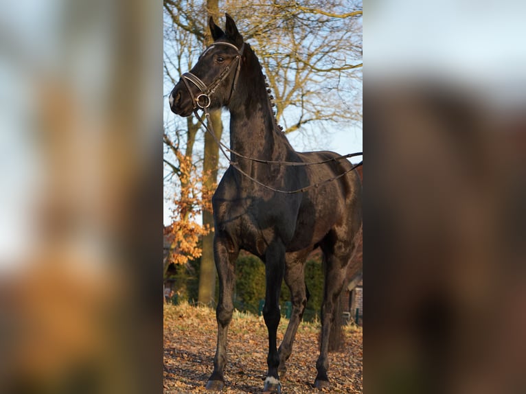 Koń westfalski Klacz 4 lat 165 cm Kara in Telgte