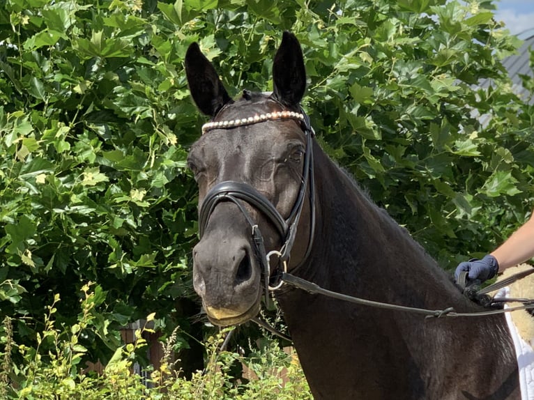 Koń westfalski Klacz 4 lat 165 cm Kara in Stuhr