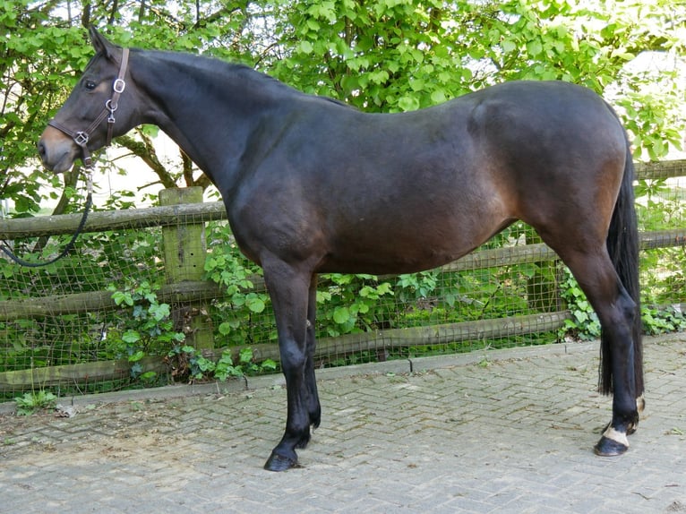 Koń westfalski Klacz 4 lat 165 cm in Dorsten