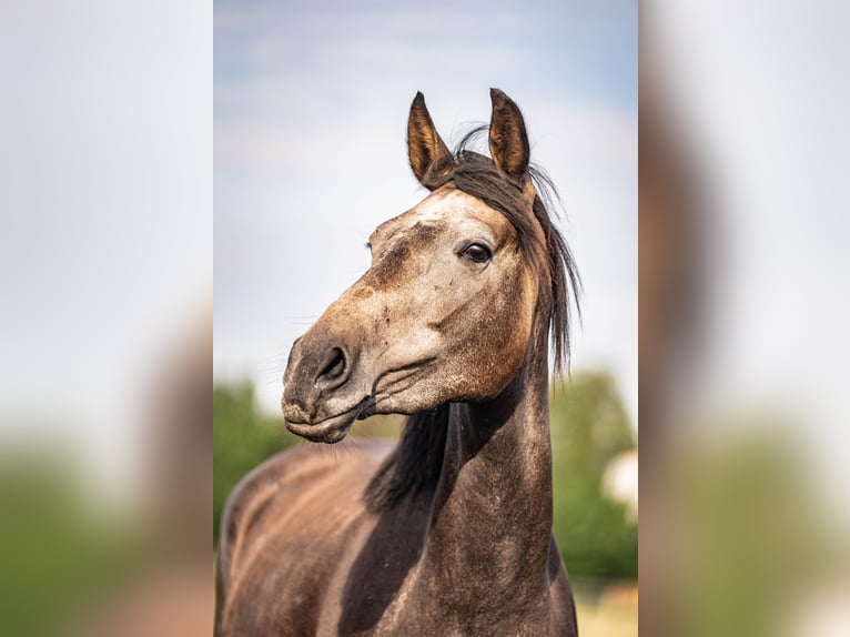 Koń westfalski Klacz 4 lat 165 cm Siwa jabłkowita in Glandorf